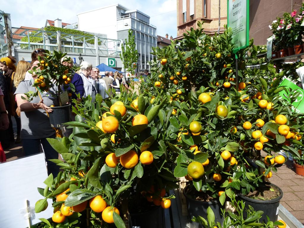 Weinheimer Fruehling
