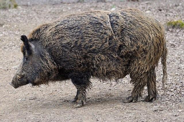 Wildschwein