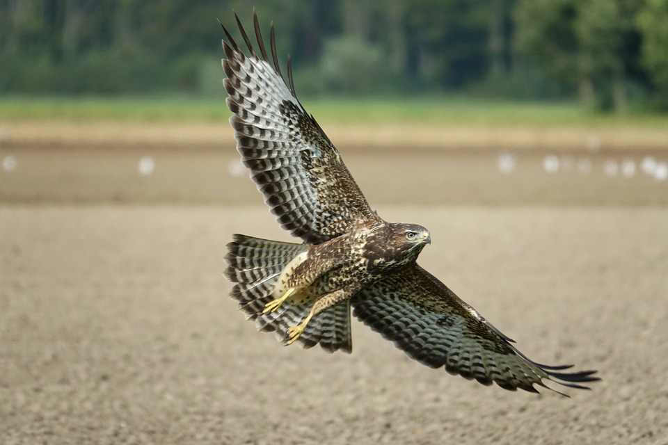 bussard