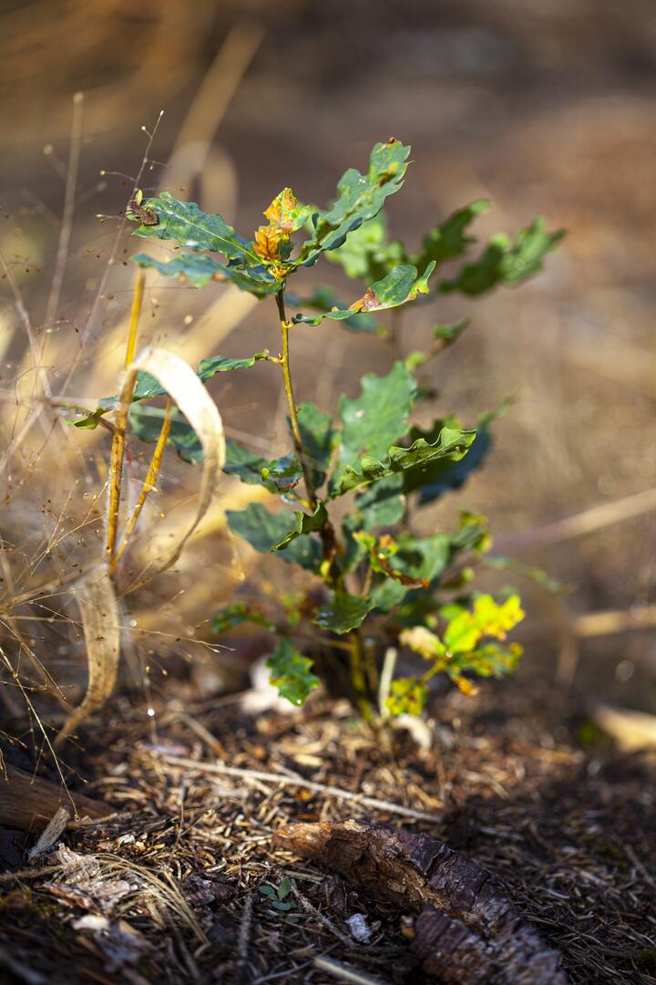 Biodiversitaet