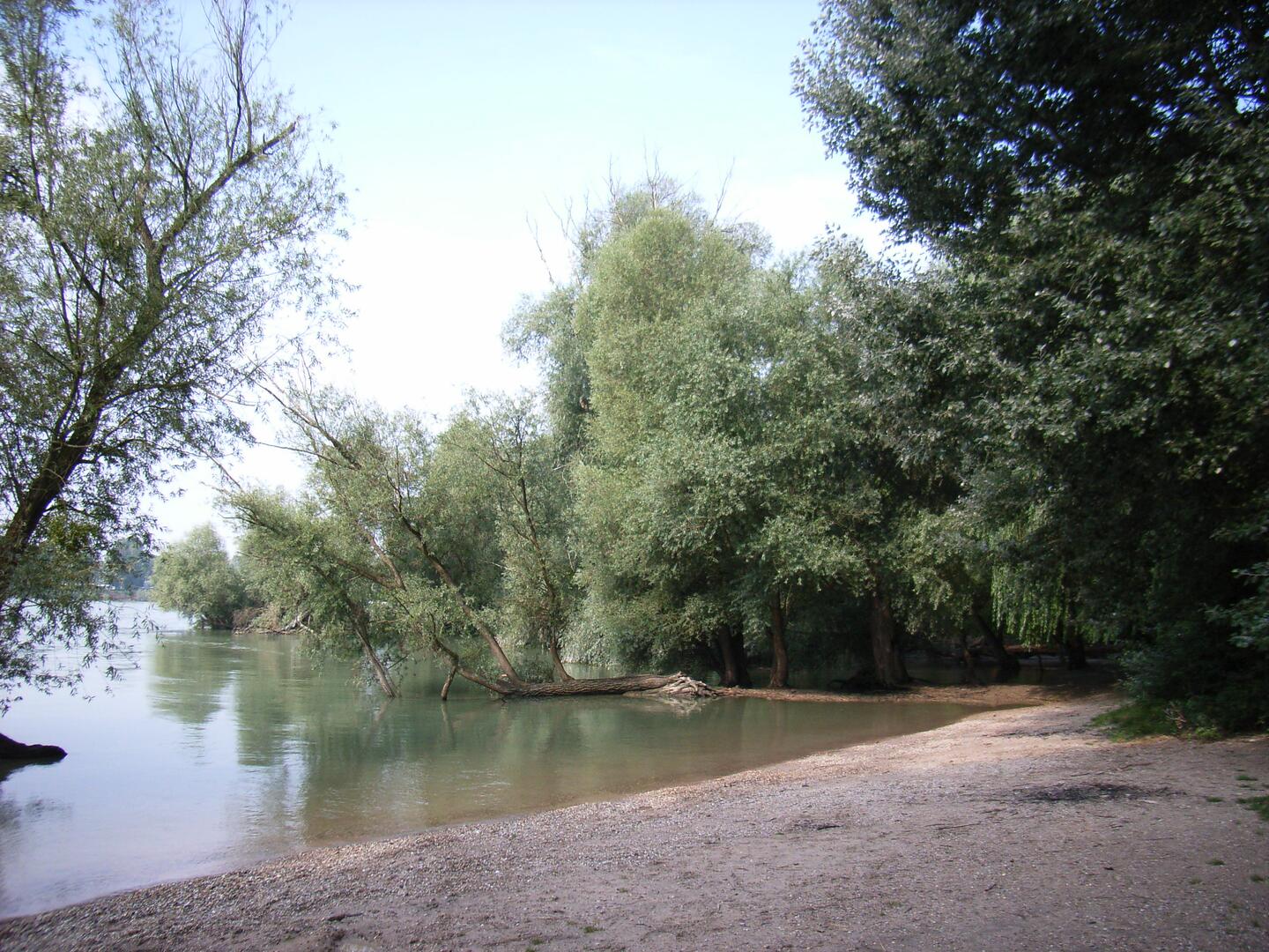 MASilberweide