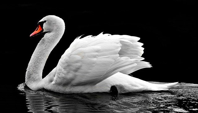 schwan
