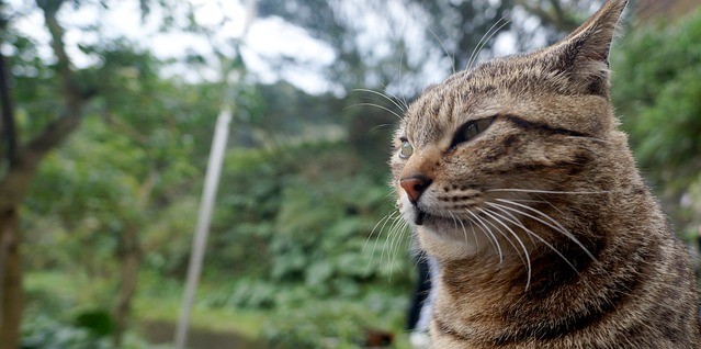 stra&szlig;enkatze