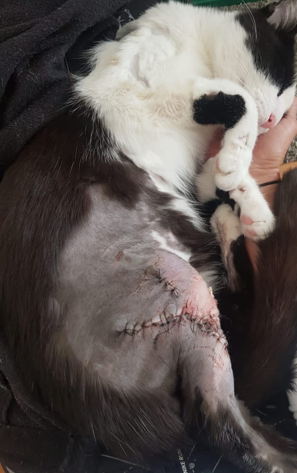 verletzter KaterLenny