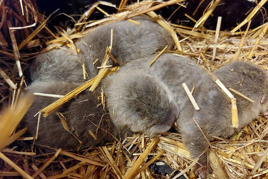 Heidelberg: Babyboom im Zoo – Faultier- und Otternachwuchs begeistert Besucher